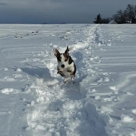 Zauberblick Am Rennsteig Frankenwald Freistehend Naturnah Hundefreundlich Eingezaeunt Tatil Evi *