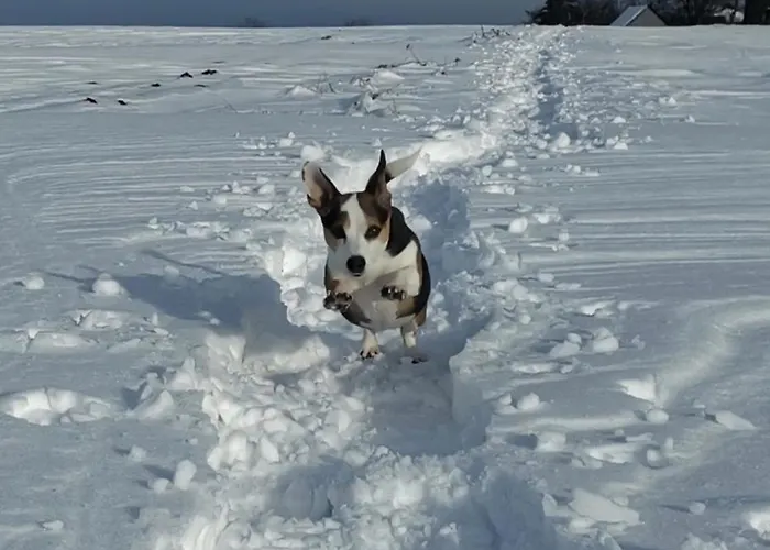Zauberblick Am Rennsteig Frankenwald Freistehend Naturnah Hundefreundlich Eingezaeunt 펜션 *